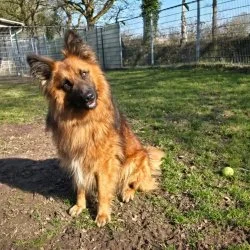 Harzer Fuchs  aus dem Tierheim Aurich
