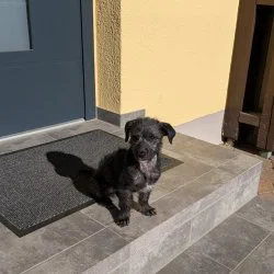 Tierheim Hund Benjamin wartet auf ein neues Zuhause