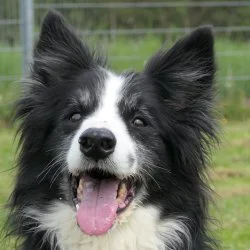 Tierheim Hund Bert wartet auf ein neues Zuhause