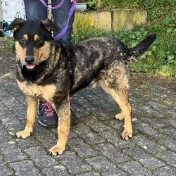 Tierheim Hund Bertie wartet auf ein neues Zuhause