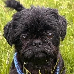 Tierheim Hund Betty wartet auf ein neues Zuhause