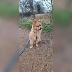 Zwergspitz  aus dem Tierheim Ahlen