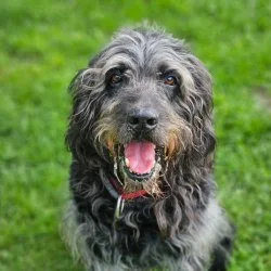 Tierheim Hund Bibob wartet auf ein neues Zuhause
