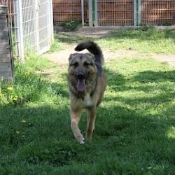 Deutscher Sch&auml;ferhund  aus dem Tierheim Troisdorf