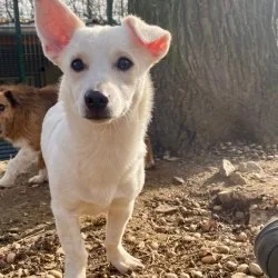 Mischling  aus dem Tierheim Siegen