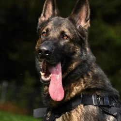 Tierheim Hund Bingo wartet auf ein neues Zuhause