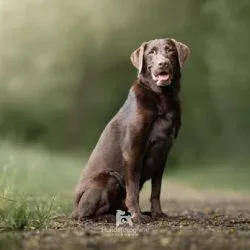 Tierheim Hund Bino wartet auf ein neues Zuhause