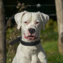 Mix-Boxer  aus dem Tierheim Essen