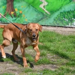 Tierheim Hund Bobo wartet auf ein neues Zuhause