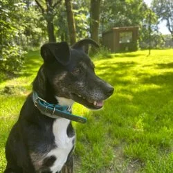 Tierheim Hund Boby wartet auf ein neues Zuhause