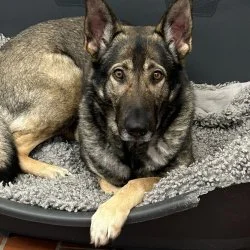Sch&auml;ferhund  aus dem Tierheim Neumünster