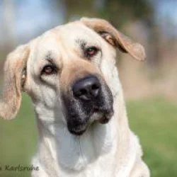 Tierheim Hund Bonnie wartet auf ein neues Zuhause