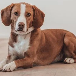 Jagdhund-Mix  aus dem Tierheim Aachen