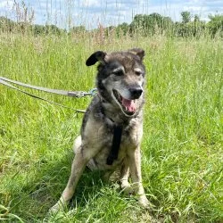Tierheim Hund Bora wartet auf ein neues Zuhause