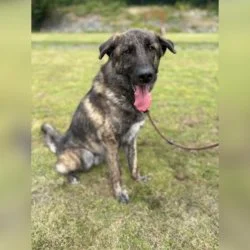 Herdenschutzhund-Mix  aus dem Tierheim Trier