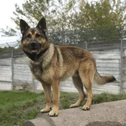 Tierheim Hund Boris wartet auf ein neues Zuhause