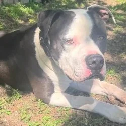 American-Staffordshire-Terrier-Mischling  aus dem Tierheim Hamburg