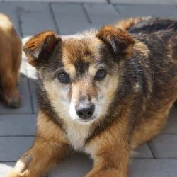 Mischling  aus dem Tierheim Gießen