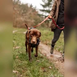 Deutsch Kurzhaar Mischling  aus dem Tierheim Bad Kreuznach