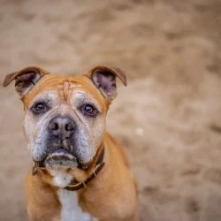 Boxer Mischling  aus dem Tierheim Kiel