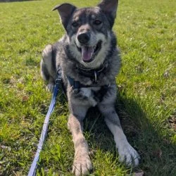 Tierheim Hund Bruno wartet auf ein neues Zuhause