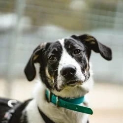 Tierheim Hund Bruno Banane wartet auf ein neues Zuhause