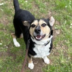 Tierheim Hund Bruschetta wartet auf ein neues Zuhause