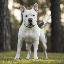Tierheim Hund Bubbles wartet auf ein neues Zuhause