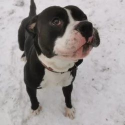 Bulldoggen-Mix  aus dem Tierheim Suhl