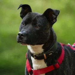 Tierheim Hund Buddy wartet auf ein neues Zuhause