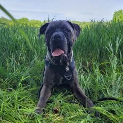 Tierheim Hund Bulli wartet auf ein neues Zuhause