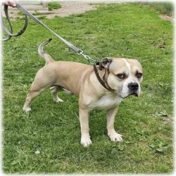 Am.Staff Mix  aus dem Tierheim Altentreptow