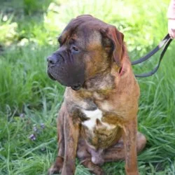 Cane Corso-/Mastiff-Mix  aus dem Tierheim Berlin