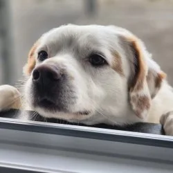 Tierheim Hund Buzz wartet auf ein neues Zuhause