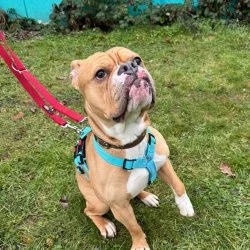 Tierheim Hund Capone wartet auf ein neues Zuhause