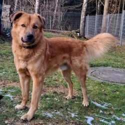 Mischling, gro&szlig;  aus dem Tierheim Annaberg-Buchholz