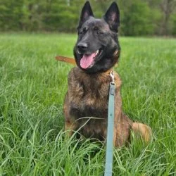 Tierheim Hund Caro wartet auf ein neues Zuhause