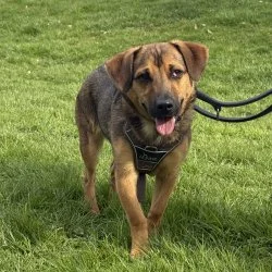 Tierheim Hund Carrell wartet auf ein neues Zuhause