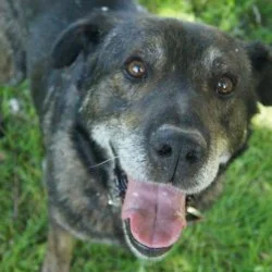 Tierheim Hund Caspar wartet auf ein neues Zuhause