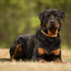 Tierheim Hund Chapo wartet auf ein neues Zuhause