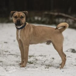 Tierheim Hund Charlie wartet auf ein neues Zuhause