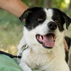 Mischling  aus dem Tierheim Troisdorf