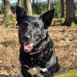Bordercollie-DSH Mix  aus dem Tierheim Bottrop
