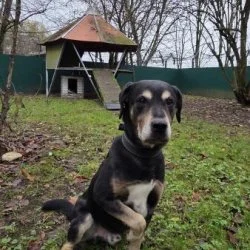 Tierheim Hund Chicco wartet auf ein neues Zuhause
