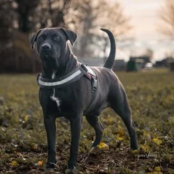 Labrador Pittbull Mix  aus dem Tierheim Ahlen