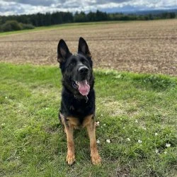 Sch&auml;ferhund  aus dem Tierheim Essen