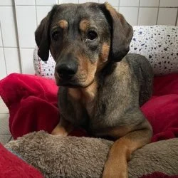 Mischling  aus dem Tierheim Gütersloh