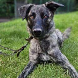 Holl&auml;ndischer Sch&auml;ferhund Mix  aus dem Tierheim Fulda