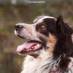 Tierheim Hund Cookie wartet auf ein neues Zuhause