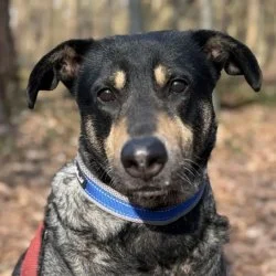 Mischlingshund  aus dem Tierheim Köln Dellbrück